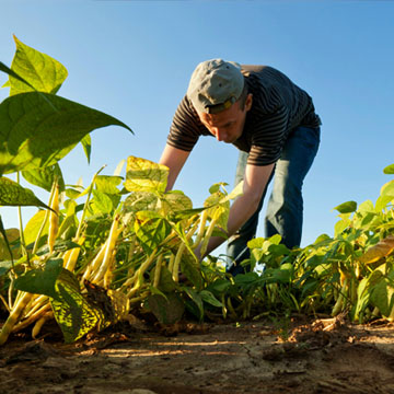 Agricultura